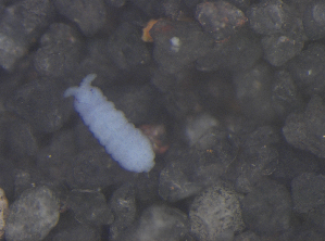  ( - 11465C04_RU035)  @12 [ ] CreativeCommons - Attribution Non-Commercial Share-Alike (2011) Louis Deharveng Unspecified