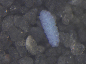  (Paranurini - 11465C05_RU035)  @13 [ ] CreativeCommons - Attribution Non-Commercial Share-Alike (2011) Louis Deharveng Unspecified