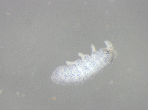  ( - 11468G01_RU04MPecl22)  @11 [ ] CreativeCommons - Attribution Non-Commercial Share-Alike (2011) Louis Deharveng Unspecified