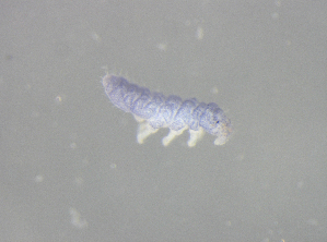  ( - 11468G02_RU04MPecl22)  @11 [ ] CreativeCommons - Attribution Non-Commercial Share-Alike (2011) Louis Deharveng Unspecified