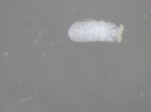  ( - 11468G03_RU04MPecl22)  @11 [ ] CreativeCommons - Attribution Non-Commercial Share-Alike (2011) Louis Deharveng Unspecified