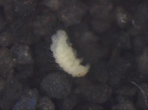  ( - 11468C08_RU04MPecl50)  @12 [ ] CreativeCommons - Attribution Non-Commercial Share-Alike (2011) Louis Deharveng Unspecified