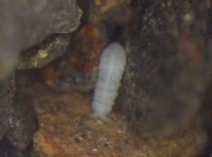  ( - 11468C09_RU04MPecl50)  @11 [ ] CreativeCommons - Attribution Non-Commercial Share-Alike (2011) Louis Deharveng Unspecified