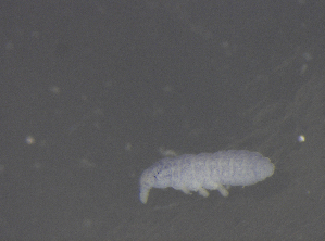  ( - 11468C11_RU04MPecl50)  @11 [ ] CreativeCommons - Attribution Non-Commercial Share-Alike (2011) Louis Deharveng Unspecified