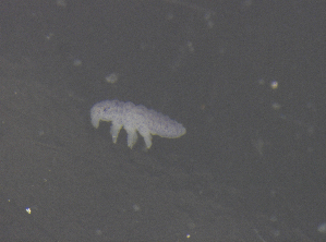  ( - 11468C12_RU04MPecl50)  @11 [ ] CreativeCommons - Attribution Non-Commercial Share-Alike (2011) Louis Deharveng Unspecified