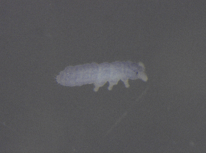  ( - 11468D01_RU04MPecl50)  @11 [ ] CreativeCommons - Attribution Non-Commercial Share-Alike (2011) Louis Deharveng Unspecified