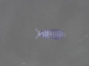  ( - 11468D06_RU04MPecl50)  @11 [ ] CreativeCommons - Attribution Non-Commercial Share-Alike (2011) Louis Deharveng Unspecified