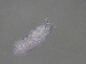  ( - 11468D08_RU04MPecl50)  @11 [ ] CreativeCommons - Attribution Non-Commercial Share-Alike (2011) Louis Deharveng Unspecified