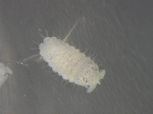  (Deutonura sp1 - 11468E01_RU04MPecl50)  @13 [ ] CreativeCommons - Attribution Non-Commercial Share-Alike (2011) Louis Deharveng Unspecified