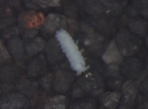  ( - 11468E02_RU04MPecl50)  @11 [ ] CreativeCommons - Attribution Non-Commercial Share-Alike (2011) Louis Deharveng Unspecified