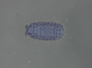  ( - 11468B01_RU04MPecl65)  @11 [ ] CreativeCommons - Attribution Non-Commercial Share-Alike (2011) Louis Deharveng Unspecified