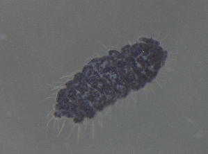  (Endonura sp2 - 11468B02_RU04MPecl65)  @11 [ ] CreativeCommons - Attribution Non-Commercial Share-Alike (2011) Louis Deharveng Unspecified