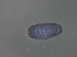  ( - 11468B03_RU04MPecl65)  @11 [ ] CreativeCommons - Attribution Non-Commercial Share-Alike (2011) Louis Deharveng Unspecified