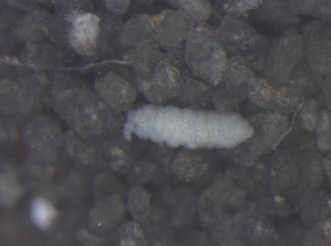  ( - 11465C08_RU072)  @12 [ ] CreativeCommons - Attribution Non-Commercial Share-Alike (2011) Louis Deharveng Unspecified