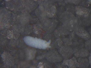  ( - 11465C09_RU072)  @12 [ ] CreativeCommons - Attribution Non-Commercial Share-Alike (2011) Louis Deharveng Unspecified