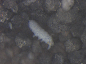  ( - 11465C10_RU072)  @12 [ ] CreativeCommons - Attribution Non-Commercial Share-Alike (2011) Louis Deharveng Unspecified