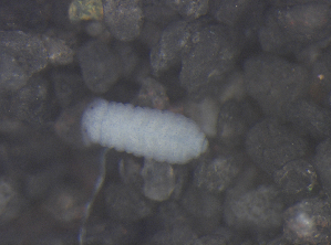  ( - 11465C11_RU072)  @12 [ ] CreativeCommons - Attribution Non-Commercial Share-Alike (2011) Louis Deharveng Unspecified