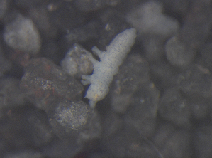  ( - 11465C12_RU072)  @12 [ ] CreativeCommons - Attribution Non-Commercial Share-Alike (2011) Louis Deharveng Unspecified