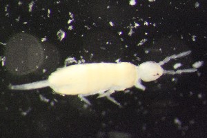  (Pseudosinella imparipunctata - 06142E11_MDS1137)  @13 [ ] CreativeCommons - Attribution Non-Commercial No Derivatives (2011) Galina Bushmakiu Institute of Zoology of ASM, Moldova