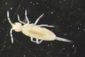  (Pseudosinella moldavica - 11595B12_MDC1148)  @14 [ ] CreativeCommons - Attribution Non-Commercial No Derivatives (2011) Galina Bushmakiu Institute of Zoology of ASM, Moldova