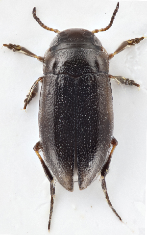  (Liodessus bogotensis lacunaviridis - MB 8030)  @11 [ ] CreativeCommons - Attribution Non-Commercial Share-Alike (2019) SNSB, Staatliche Naturwissenschaftliche Sammlungen Bayerns ZSM (SNSB, Zoologische Staatssammlung Muenchen)