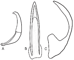  ( - MB 8030)  @11 [ ] CreativeCommons - Attribution Non-Commercial Share-Alike (2019) SNSB, Staatliche Naturwissenschaftliche Sammlungen Bayerns ZSM (SNSB, Zoologische Staatssammlung Muenchen)