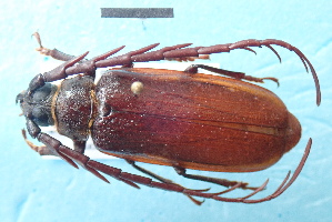  ( - CLV7930)  @11 [ ] CreativeCommons  Attribution Non-Commercial Share-Alike (2018) Carlos Lopez Vaamonde Institut National de la Recherche Agronomique, Zoologie Forestiere