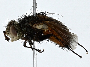  ( - BIOUG91353-F09)  @11 [ ] CreativeCommons - Attribution (2022) CBG Photography Group Centre for Biodiversity Genomics