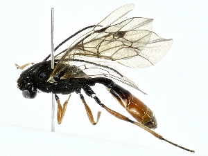  ( - BIOUG91358-A04)  @11 [ ] CreativeCommons - Attribution (2022) CBG Photography Group Centre for Biodiversity Genomics