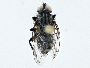  ( - BIOUG91360-F12)  @11 [ ] CreativeCommons - Attribution (2023) CBG Photography Group Centre for Biodiversity Genomics