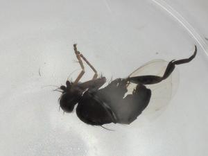  ( - BIOUG94452-A02)  @11 [ ] CreativeCommons - Attribution (2023) Centre for Biodiversity Genomics Centre for Biodiversity Genomics