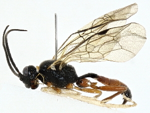  ( - BIOUG97732-A02)  @11 [ ] CreativeCommons - Attribution (2023) CBG Photography Group Centre for Biodiversity Genomics