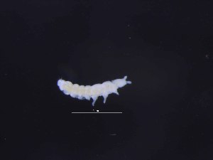  ( - 23177E10_SG02)  @11 [ ] Unspecified (default): All Rights Reserved (2016) ChownLab Monash University