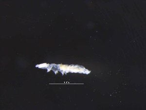  ( - 28447E06_MAC_63015)  @11 [ ] Unspecified (default): All Rights Reserved (2016) ChownLab Monash University