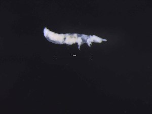  ( - 28447E07_MAC_63015)  @11 [ ] Unspecified (default): All Rights Reserved (2016) ChownLab Monash University