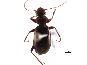  ( - CCDB-22961-A03)  @13 [ ] CreativeCommons - Attribution (2014) CBG Photography Group Centre for Biodiversity Genomics