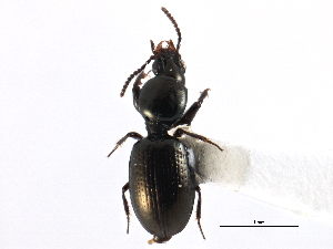  ( - CCDB-22961-D04)  @11 [ ] CreativeCommons - Attribution (2014) CBG Photography Group Centre for Biodiversity Genomics
