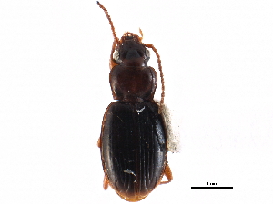  ( - CCDB-22961-D07)  @11 [ ] CreativeCommons - Attribution (2014) CBG Photography Group Centre for Biodiversity Genomics