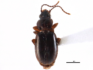  ( - CCDB-22961-D08)  @11 [ ] CreativeCommons - Attribution (2014) CBG Photography Group Centre for Biodiversity Genomics