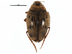  ( - CCDB-22962-F01)  @11 [ ] CreativeCommons - Attribution (2014) CBG Photography Group Centre for Biodiversity Genomics