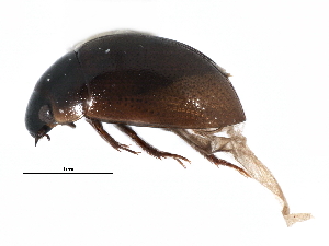  ( - CCDB-22963-B02)  @11 [ ] CreativeCommons - Attribution (2014) CBG Photography Group Centre for Biodiversity Genomics