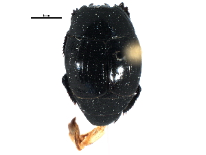  ( - CCDB-22963-D09)  @11 [ ] CreativeCommons - Attribution (2014) CBG Photography Group Centre for Biodiversity Genomics