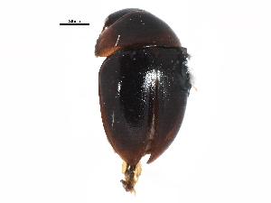  ( - CCDB-22963-F01)  @11 [ ] CreativeCommons - Attribution (2014) CBG Photography Group Centre for Biodiversity Genomics