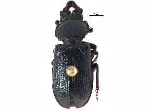  ( - CCDB-22963-G06)  @11 [ ] CreativeCommons - Attribution (2014) CBG Photography Group Centre for Biodiversity Genomics