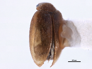  ( - CCDB-22964-D10)  @11 [ ] CreativeCommons - Attribution (2014) CBG Photography Group Centre for Biodiversity Genomics