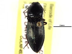  ( - CCDB-22965-G01)  @13 [ ] CreativeCommons - Attribution (2015) CBG Photography Group Centre for Biodiversity Genomics