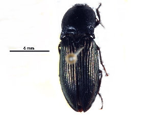  ( - CCDB-22965-G02)  @13 [ ] CreativeCommons - Attribution (2015) CBG Photography Group Centre for Biodiversity Genomics
