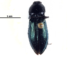  ( - CCDB-22965-G03)  @14 [ ] CreativeCommons - Attribution (2015) CBG Photography Group Centre for Biodiversity Genomics