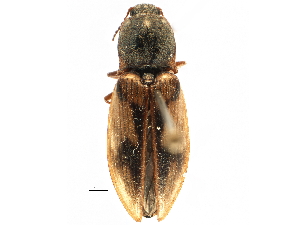  ( - CCDB-22965-H02)  @11 [ ] CreativeCommons - Attribution (2015) CBG Photography Group Centre for Biodiversity Genomics