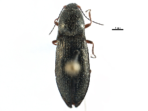  ( - CCDB-22966-A09)  @11 [ ] CreativeCommons - Attribution (2015) CBG Photography Group Centre for Biodiversity Genomics